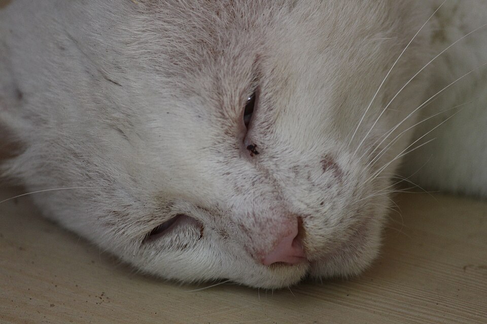 cat